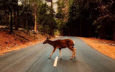 Wildschaden! Wann zahlt die Teilkaskoversicherung?