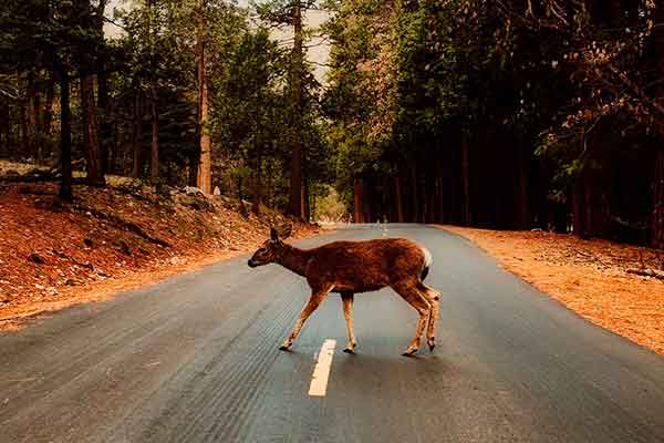 wildunfall-180909175710